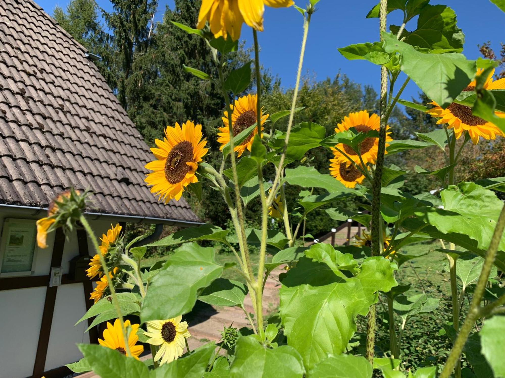 Kleine Ferienvilla in Frankenau Buitenkant foto